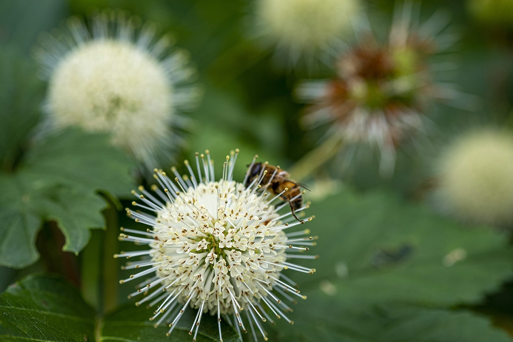 De Tuinen van Appeltern
