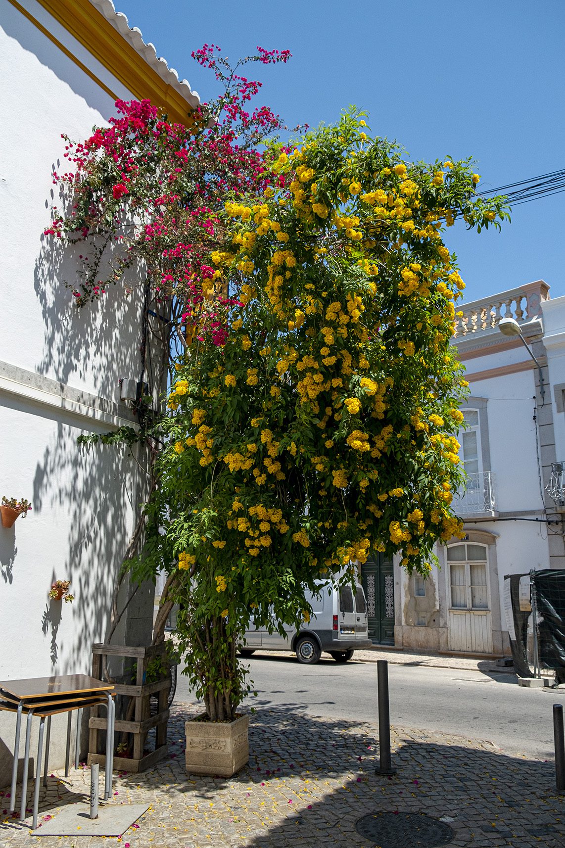 Tavira