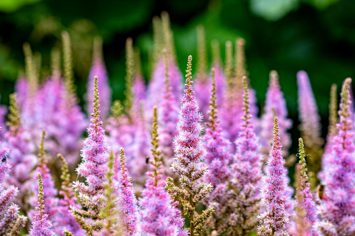 Pluimspirea