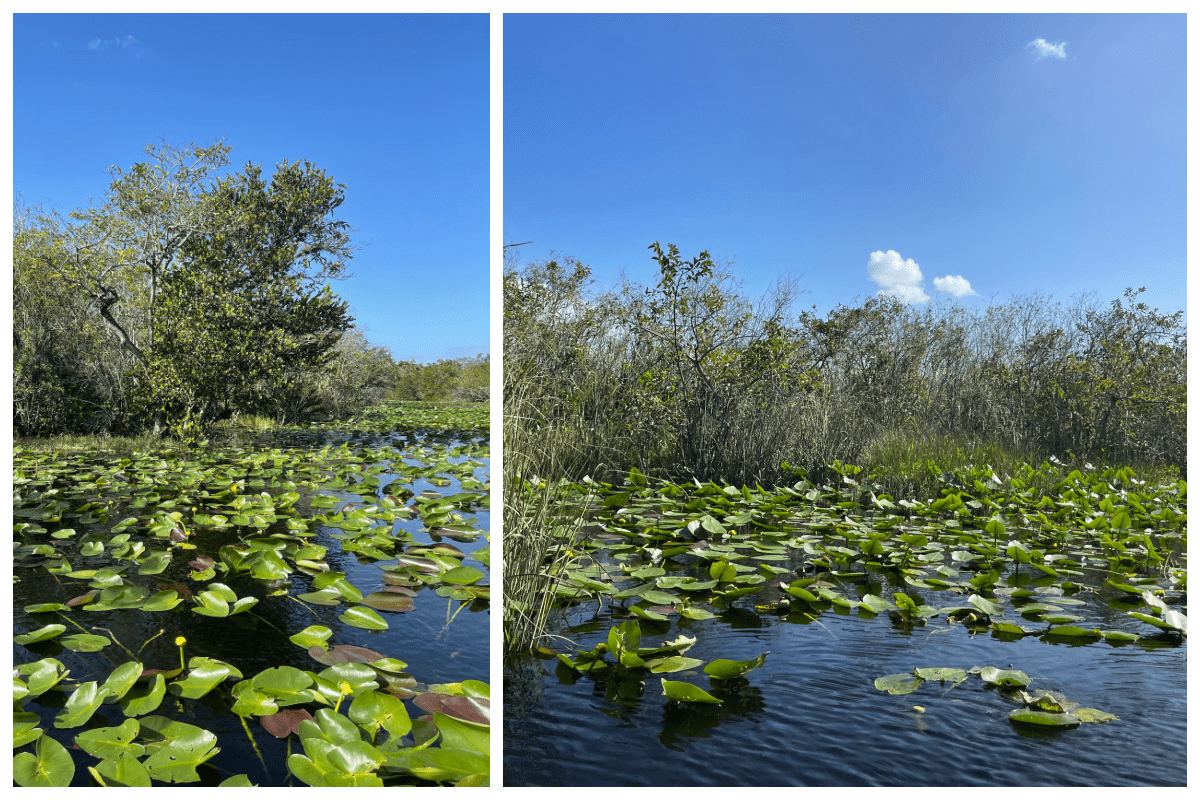 De Everglades is een natuurgebied in de het zuidwesten van Florida