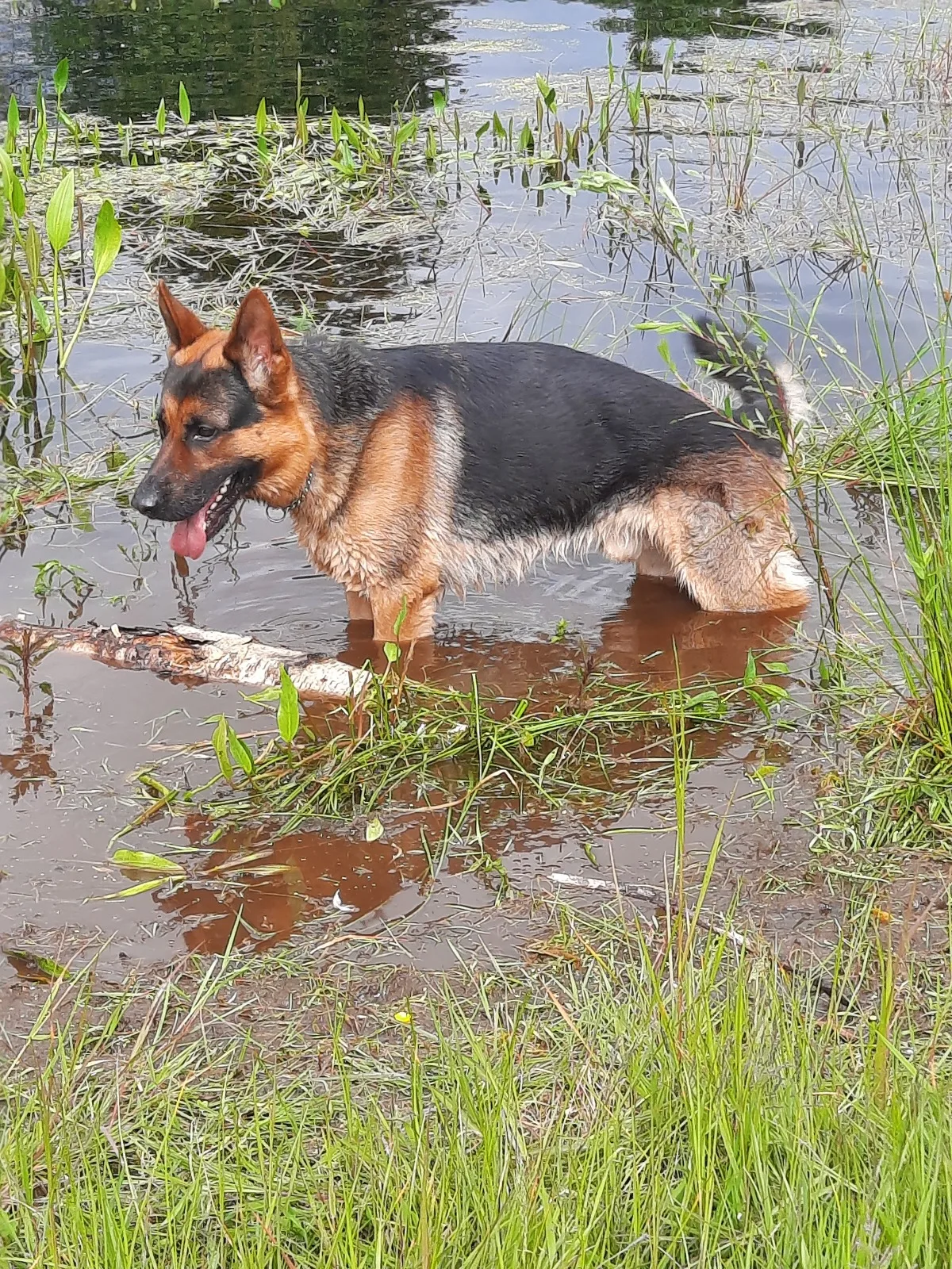 mijn Duitse Herder Denzell