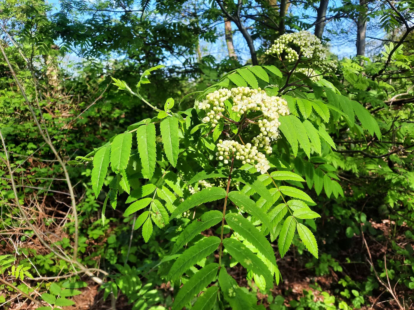 planten gaan bloeien