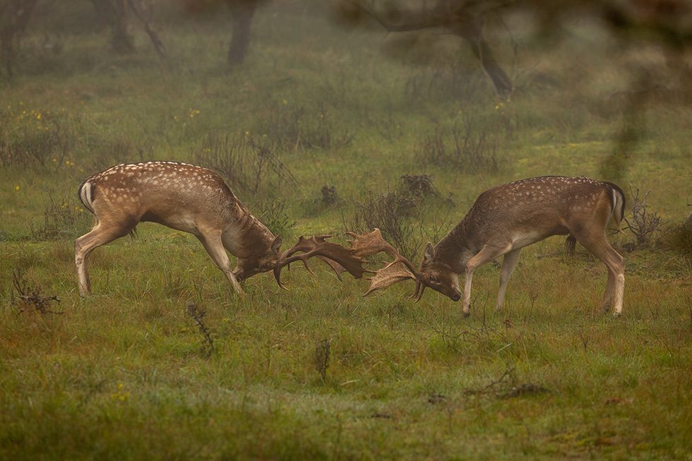 de damhertenbronst in oktober
